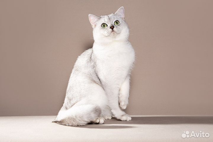 Вязка - шотландский прямоухий кот ns 11