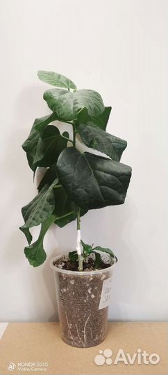 Сортовые гибискусы