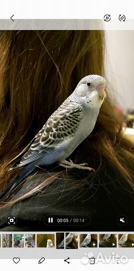 Птенцы волнистый попугай