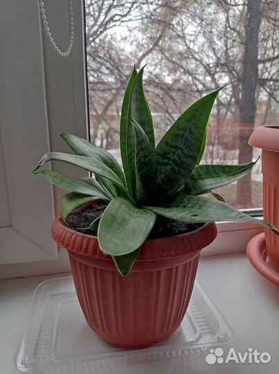 Сансевиерия ханни