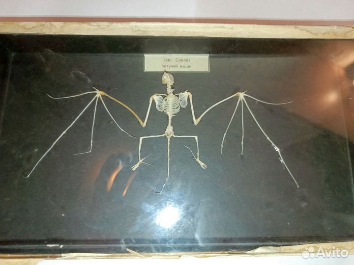 Скелет летучей мыши