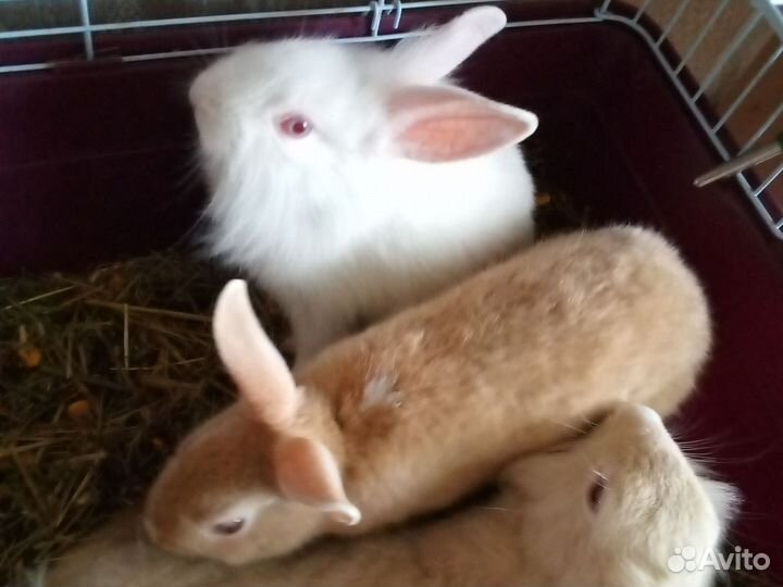 Декоративные кролики
