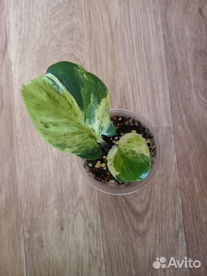 Сциндапсусы и эпипремнумы