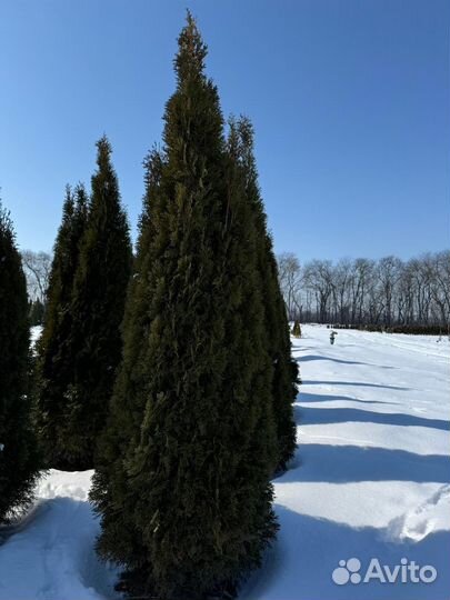 Туя смарагд, можжевельники