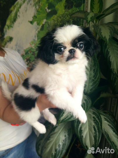 Девочки припевочки