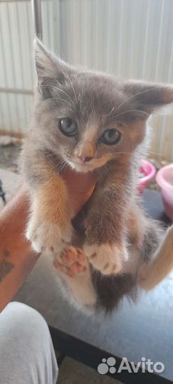 Кошка