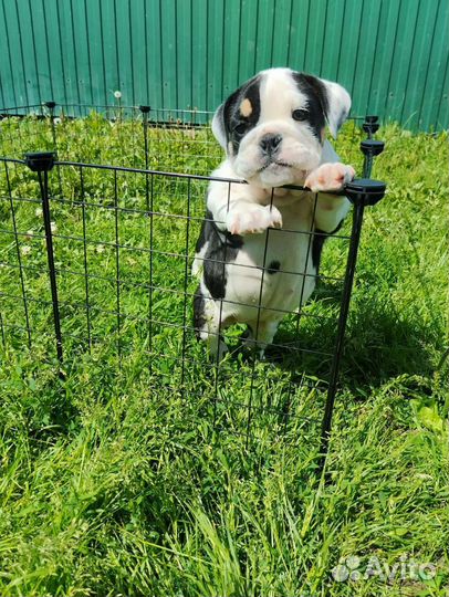 Английский бульдог девочка