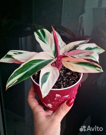 Цветы для дома и офиса