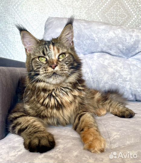 Котята мейн-кун