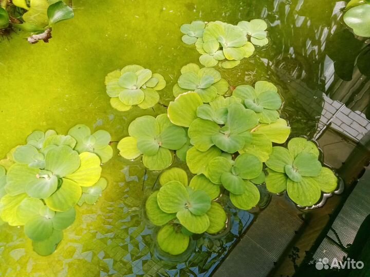 Пестия прудовое растение
