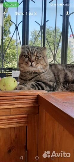 Шотландский кот для вязки вислоухий