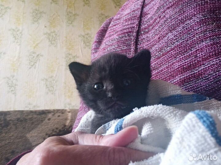 Кошка в дар
