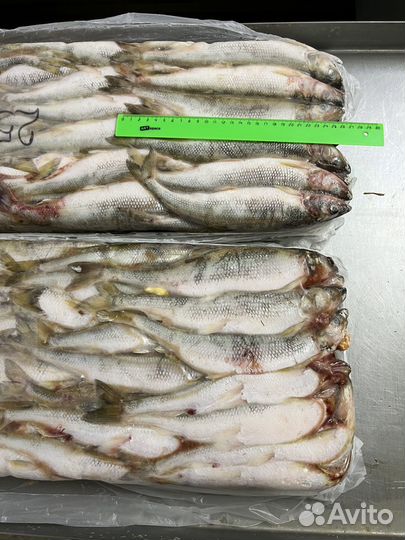 Корюшка 25+ очень крупная