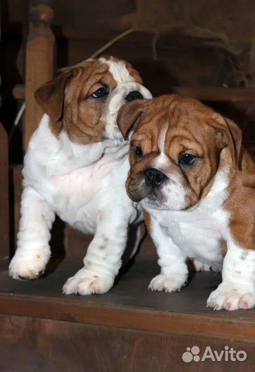 Английские бульдожки