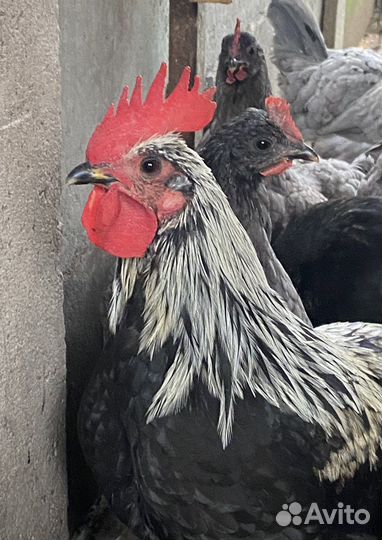 Инкубационное яйцо Сильверуд Блу