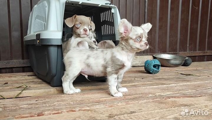 Малыши Чихуахуа