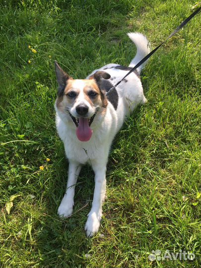 Передержка животных