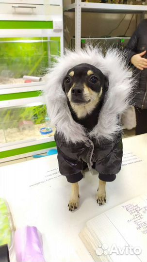 Одежда для собак и кошек