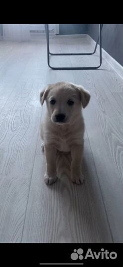 Щенки лабрадора метис