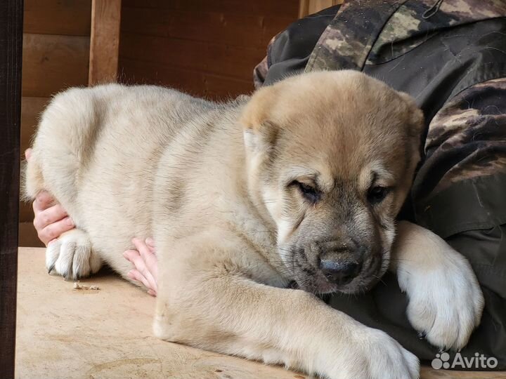 Продажа щенков алабая