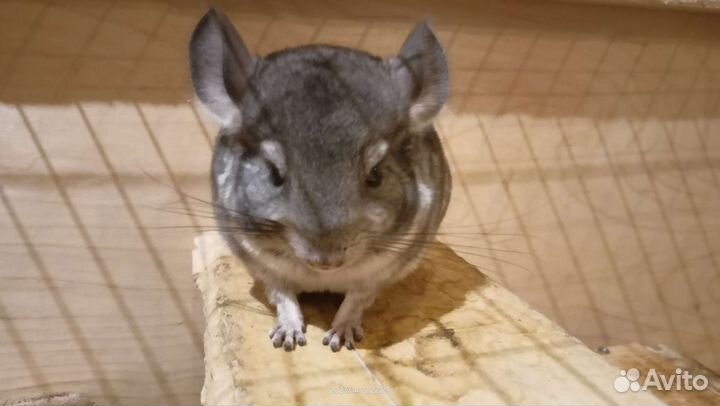 Шиншилла 2 месяца ручная