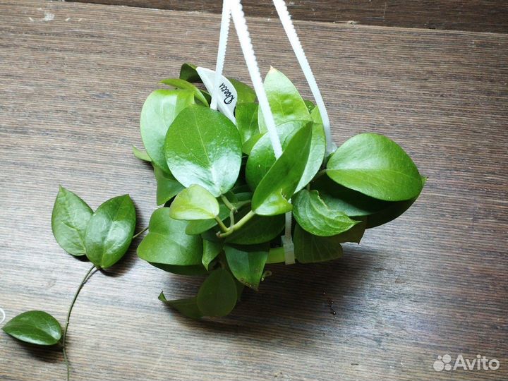 Хойи Матильда, текилла Санрайз, досси