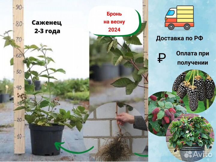 Саженцы ежевики, ежевика