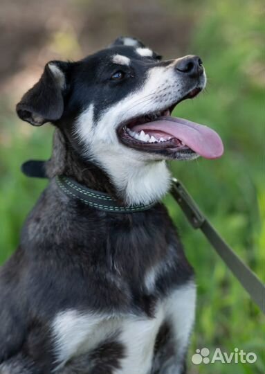 Очаровательная красотка ищет дом