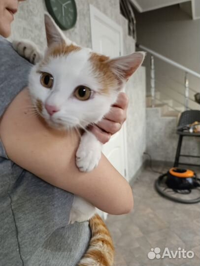Молодая кошечка в надёжные руки
