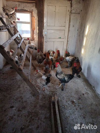 Петухи и куры Брама