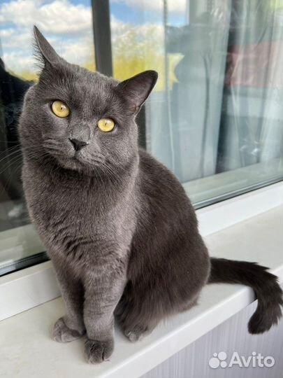 Коты в добрые руки