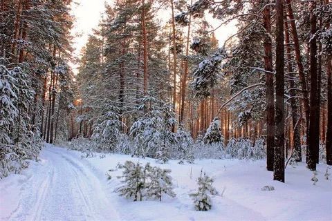 Участок 17 сот. (ИЖС)