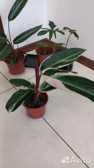 Калатея Триостар (Орнаментальная)