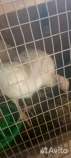 Индюки индюшата