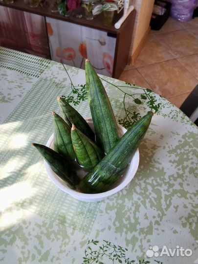 Сансевиерия Инти листики