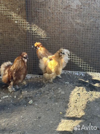 Подрощенные трехнедельные утята стар53