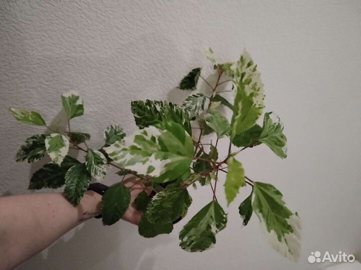 Комнатные растения