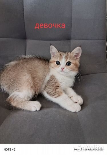 Шотландские котята