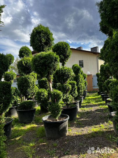 Саженцы туи из питомника