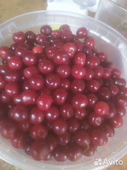 Вишня владимирская