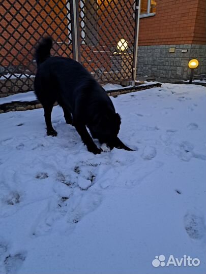 Щенки алабая в добрые руки