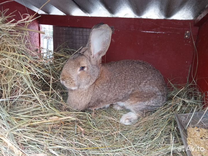 Продам кроликов, самцы