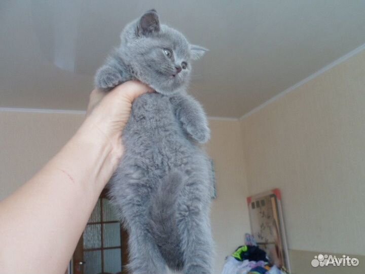 Вислоухие котята