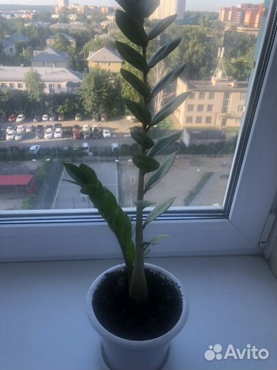 Замиокулькас