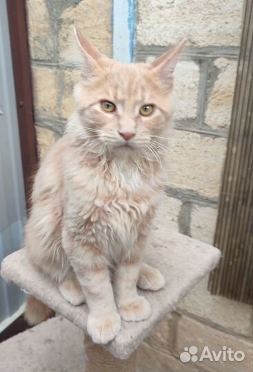 Кот-мурчун породы мейн-кун