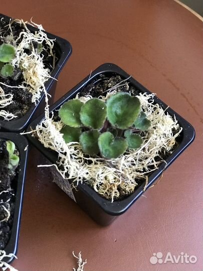 Фиалка Готическая элегантность. «Детки»