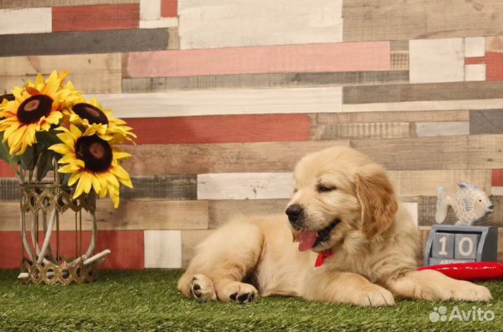 Щенки голден ретривера