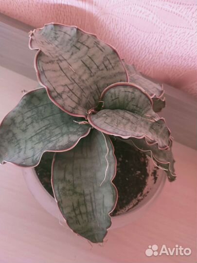 Сансевиерия кирки сильвер блю