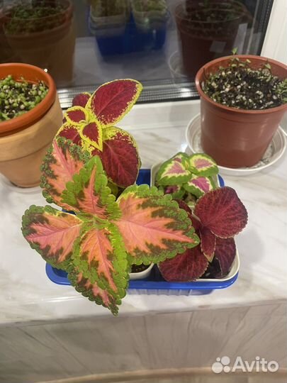 Продам комнатные растения