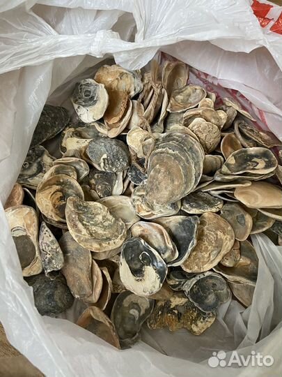 Морские ракушки